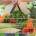 getty_rf_photo_of_fresh_produce_in_grocery_basket