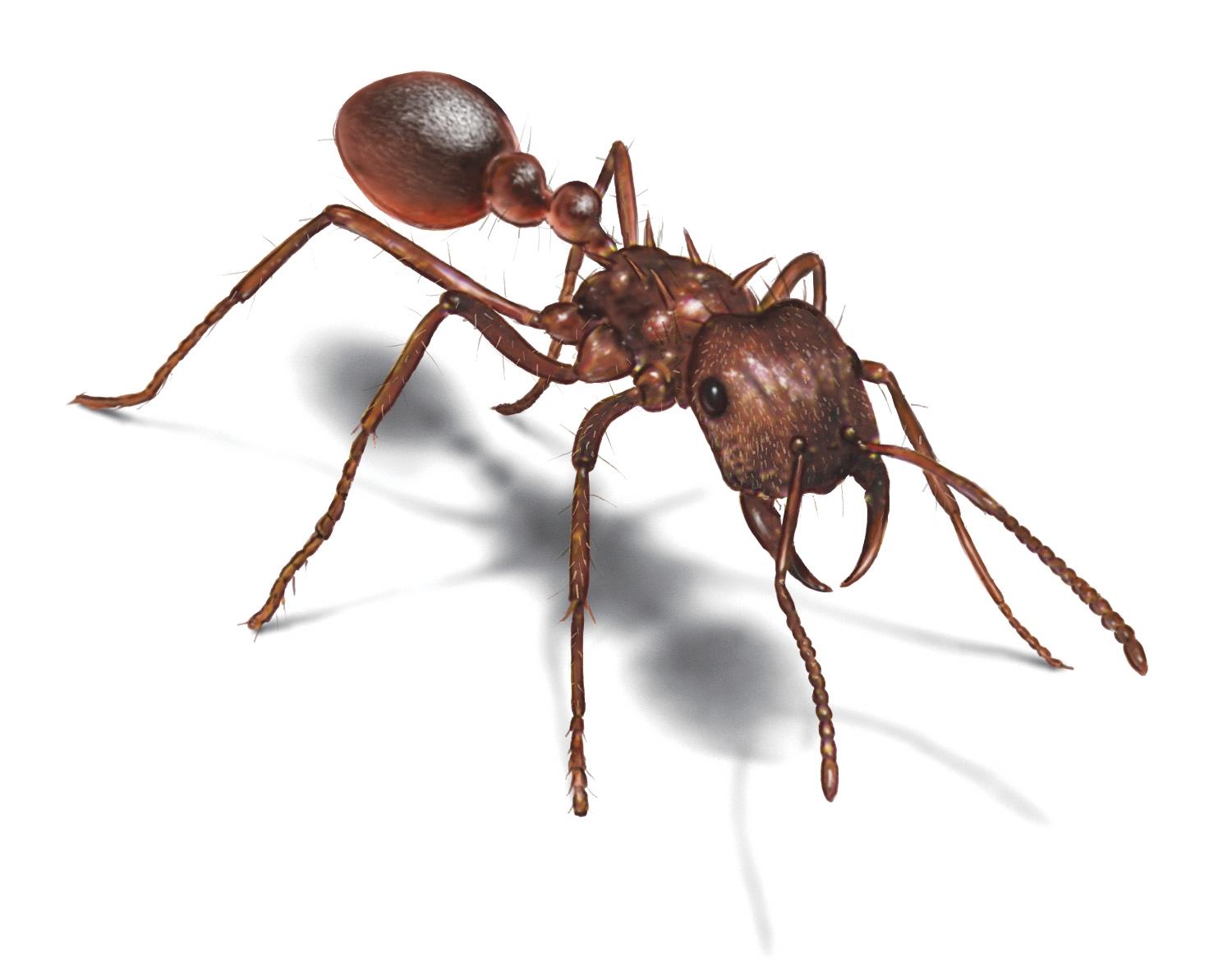 Break out the Raid! How ANTs Keep You From Losing Weight